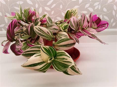 Традесканция Tradescantia Fluminensis variegata (компакта, лист ...