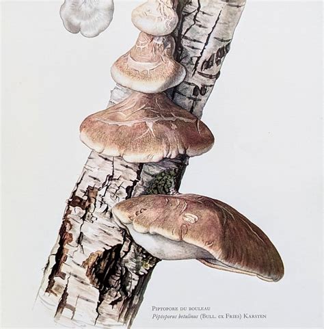 Birch Polypore Mushroom Print Old Lithograph Medicinal Mushrooms