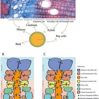 Synthesis Of Phloem Mobile Carbon Forms A Sucrose Orange B