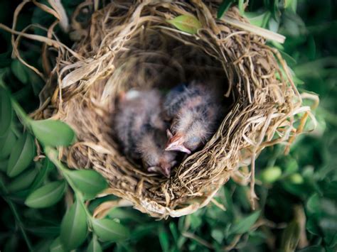 Uccellino Caduto Dal Nido Ecco Come Comportarsi Correttamente