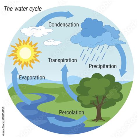 Water Cycle Vector Schematic Representation Of The Water Cycle In Nature Illustration Of