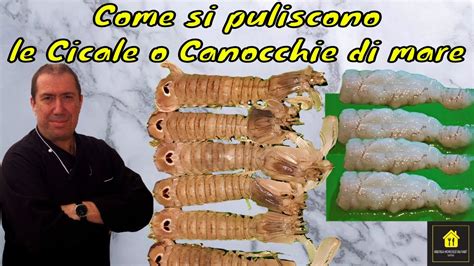 Come Pulire Le Cicale Di Mare O Canocchie Di Mare YouTube