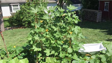 How To Grow Pumpkins On A Trellis How To Grow Pumpkins Summer