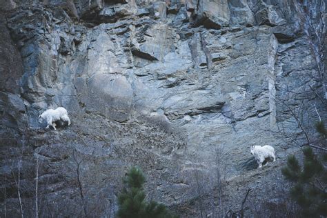 Two mountain goats climbing up the side of a mountain photo – Free