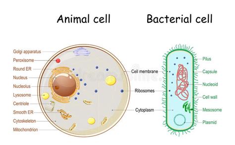 Prokaryotic Cell Stock Illustrations 1191 Prokaryotic Cell Stock