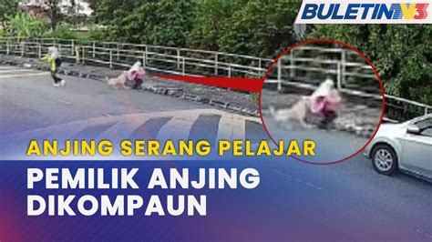 Haiwan Peliharaan Mbsp Kompaun Pemilik Anjing Serang Gigit Pelajar