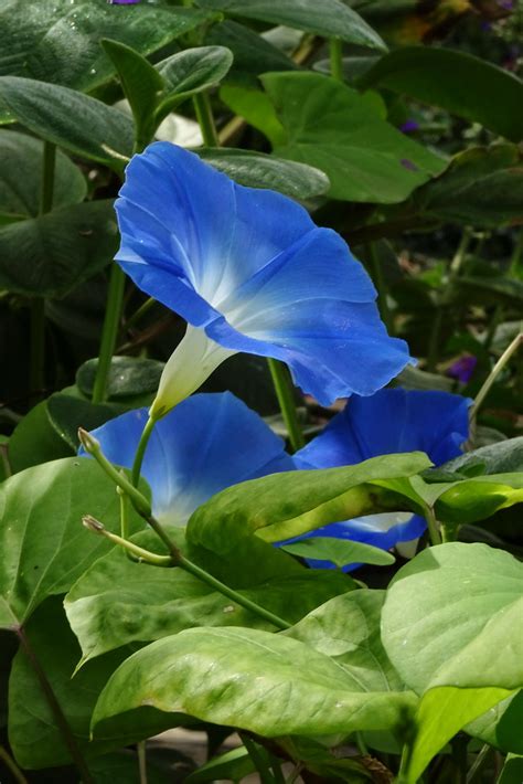 Just Blue Blue Bindweed Convolvulus Sabatius Steen Jeppesen