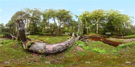 360° view of Highland Water stream in the New Forest National Park