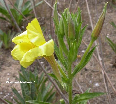 Oenothera Biennis L Onagra Botanical Online