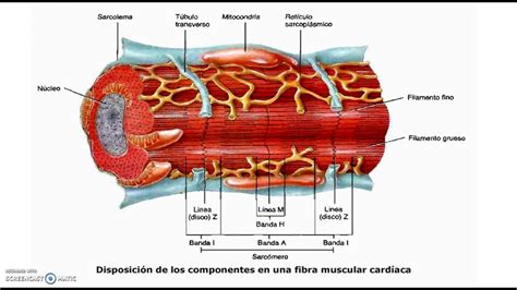 Musculo Cardiaco Parte 1 - YouTube