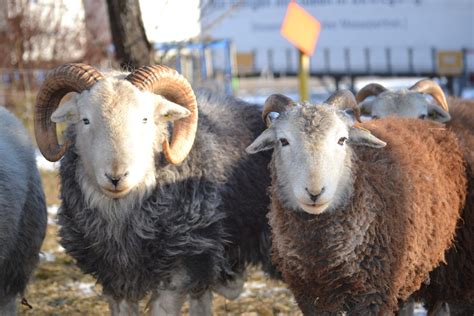 Herdwick Schafe Herdwickzucht Am Breitenbach