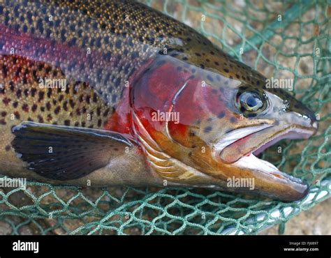 Rainbow Trout Oncorhynchus Mykiss Salmo Gairdneri Freshly Caught