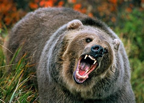 20 Fun Facts about Grizzly Bears - Tail and Fur