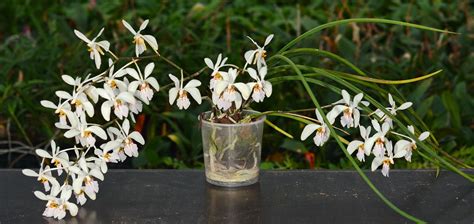 Holcoglossum Wangii Grown By Orchideen Holm Nurelias Flickr