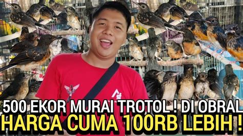 TUMPAH RUAH OBRAL MURAI BATU TROTOL HARI INI 100RB AN LEBIH KIOS