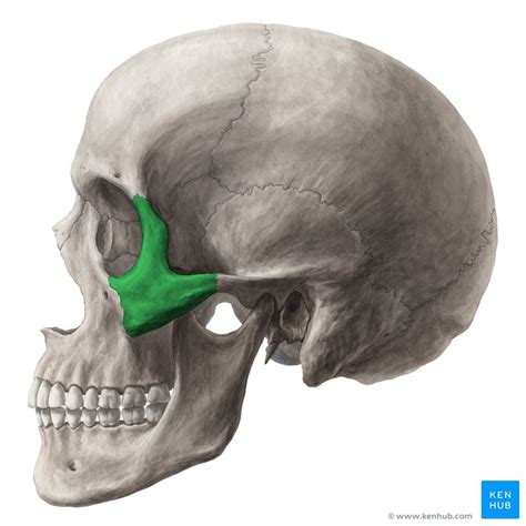 Zygomatic Bone Surfaces Processes Functions Kenhub