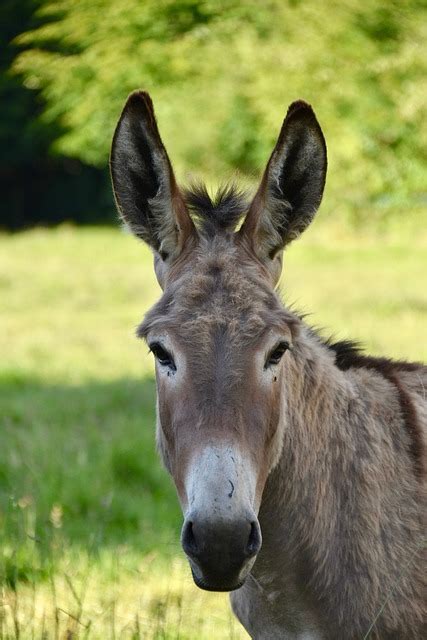 Más De 1 000 Fotos De Burro Y Naturaleza Gratis Pixabay