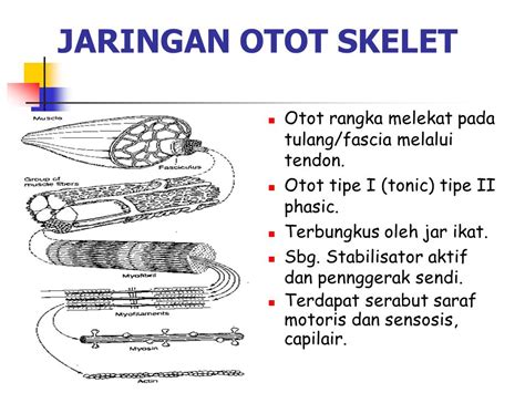 Struktur Jaringan Spesifik Ppt Download