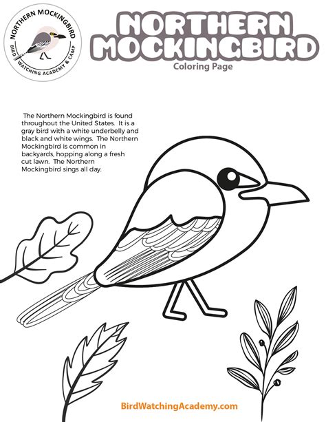 Northern Mockingbird Coloring Page Bird Watching Academy