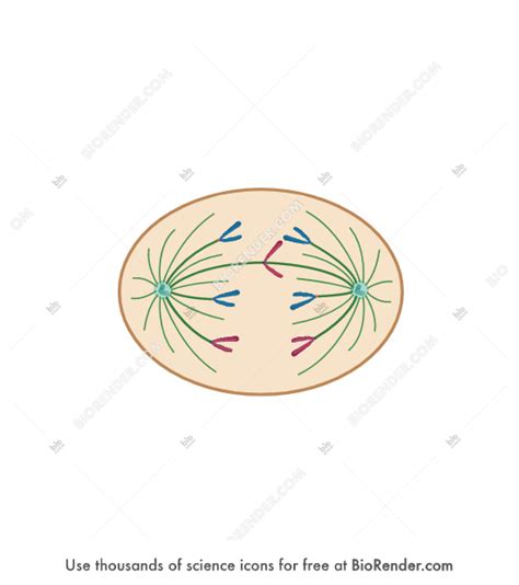 BioRender | Abnormal Cell Cycle (lagging anaphase)