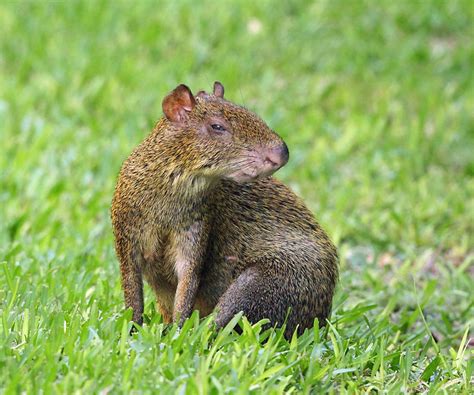 Mexican Agouti Dasyprocta Mexicana Photo Tom Murray Photos At