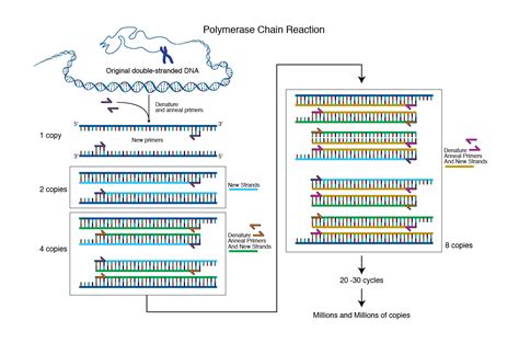 Polymerase Chain Reaction In Simple Terms