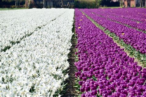 Alkmaar: Tulip And Spring Flower Fields Bike Tour