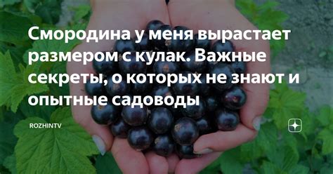 Смородина у меня вырастает размером с кулак. Важные секреты, о которых ...