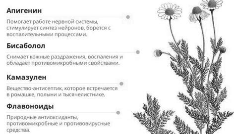 Действие ромашки на давление: понижает или повышает, рецепты, лечение