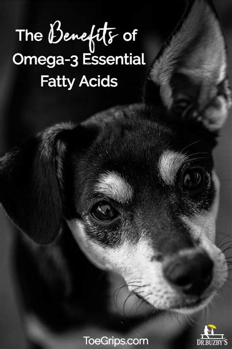 Omega 3 Essential Fatty Acids For Your Dog