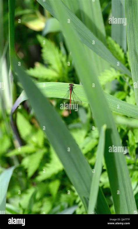 A Male Large Red Damselfly Pyrrhosoma Nymphula Sitting On A Reed