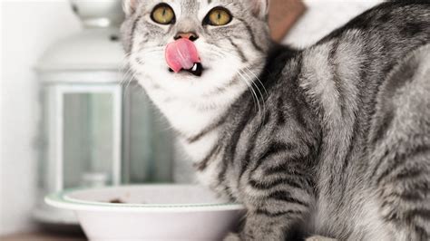 How To Soften Dry Cat Food: 5 Tips And Tricks That Work