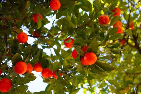 Tangerine tree Stock Photos, Royalty Free Tangerine tree Images | Depositphotos