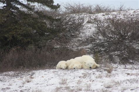 Polar Bears Abound on Churchill Tundra - Churchill Polar Bears