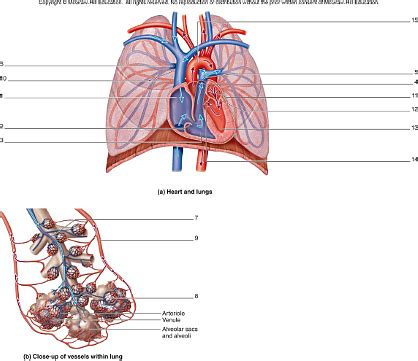 Pulmonary Circuit Close Up Of Vessels Within Lung Ch Bio