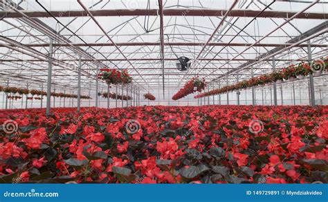 Invernadero De Cristal Grande Con Las Flores Flores Crecientes En Invernaderos Interior De Un