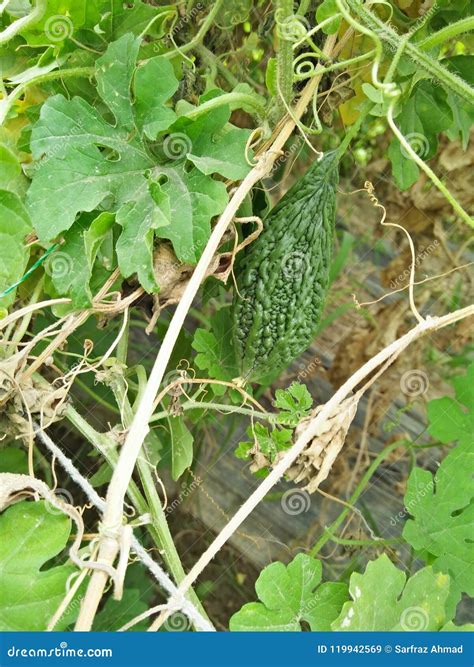 Momordica Charantia Known AsÂ Bitter Melon Â Bitter Gourd Â Bitter Squash OrÂ Balsam Pear