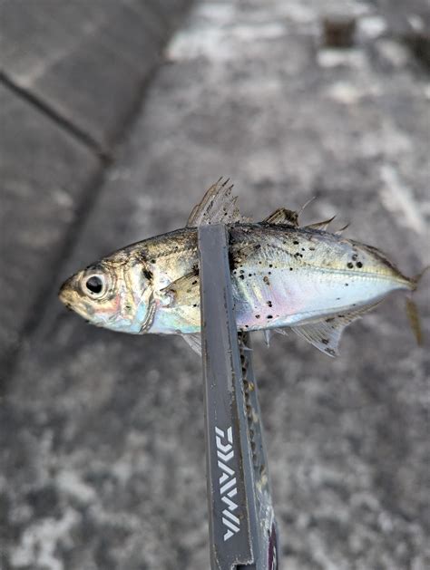 陸っぱり釣行記 三重県 国崎 アジング アジ 陸っぱり 釣り・魚釣り 釣果情報サイト カンパリ