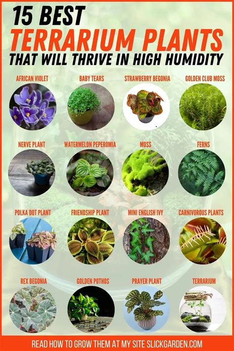 The Top Ten Best Terrarium Plants That Will Thve In High Humidy Conditions