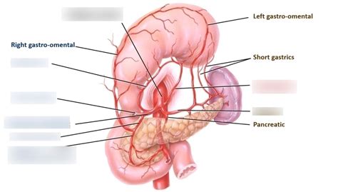 celiac trunk Diagram | Quizlet