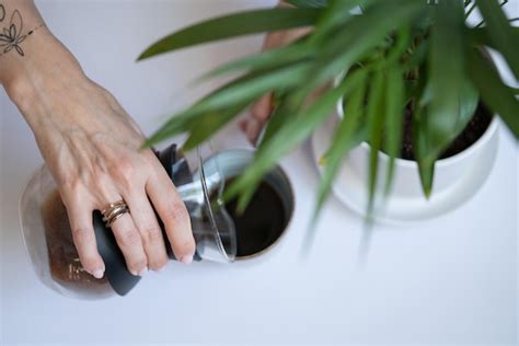 Premium Photo Close Up Of Woman Hand Holding Plant