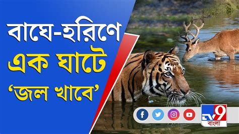 সুন্দরবন গেলেই দেখতে পাবেন বাঘ Sundarban Royal Bengal Tiger Youtube