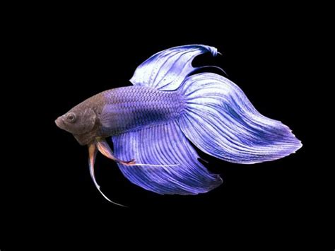 The Complete Veiltail Betta Care Guide | Fishkeeping World