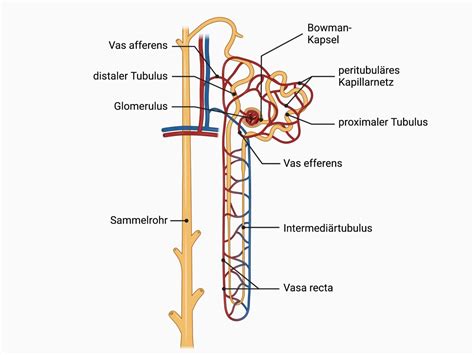 Gefäßarchitektur des Nephrons DocCheck