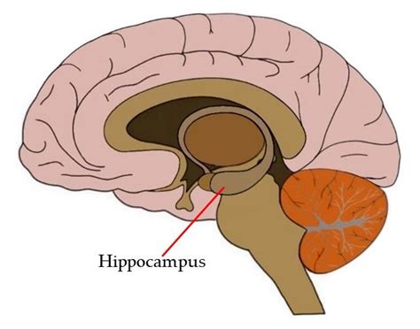 Know Your Brain Hippocampus