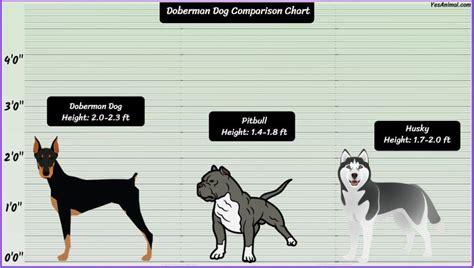 Doberman Size: How Big Are They Compared To Others?