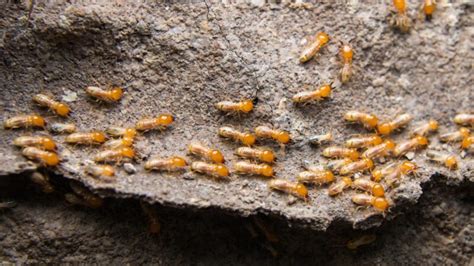 How To Attract Termites Information And Control Guide Pestopped