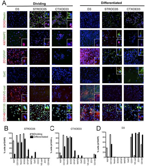 Phenotypic Characterization Of Undifferentiated And Differentiated Cell