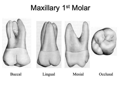 Maxillary Molars Flashcards | Quizlet