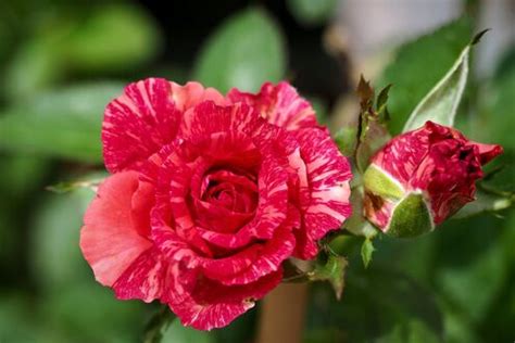 Обои на рабочий стол Пятнистая розовая роза с бутоном, обои для ...